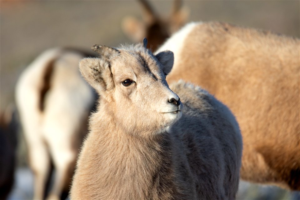 Bighorn Sheep on the National Elk Refuge