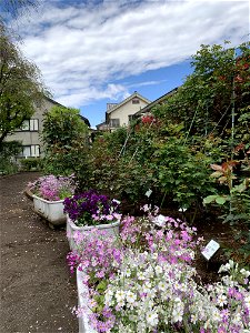 Hanamizuki Park photo