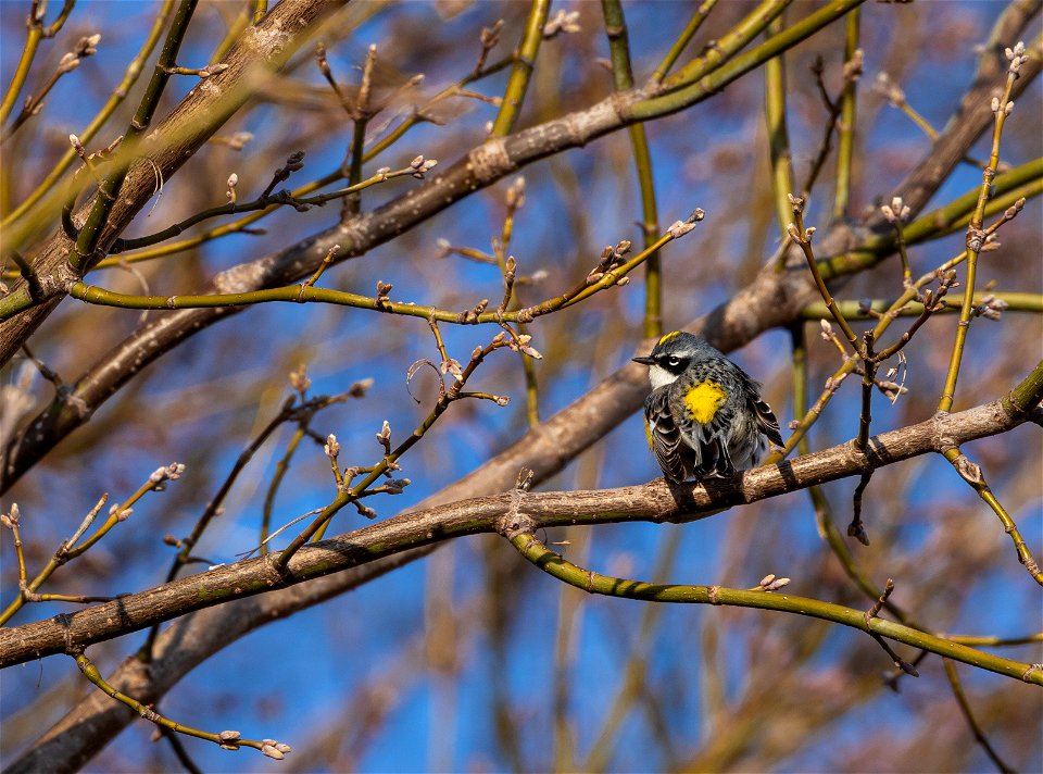 Yellow-rumped warbler