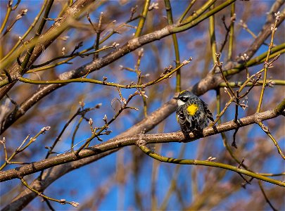 Yellow-rumped warbler photo