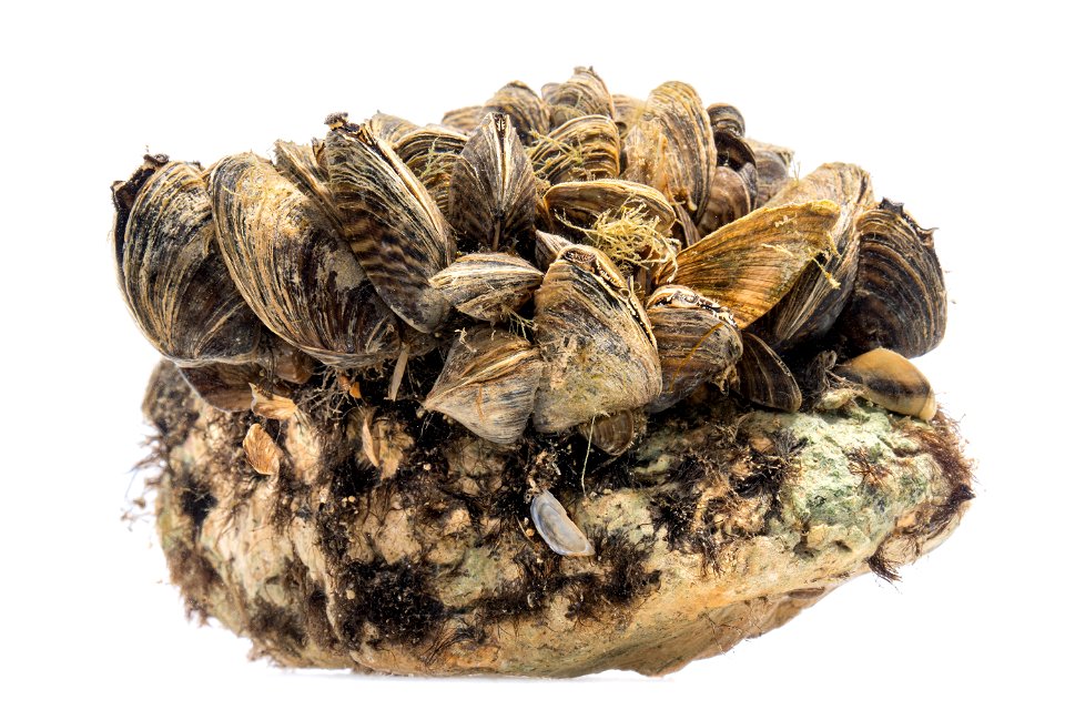 Zebra Mussels (Dreissena polymorpha)
