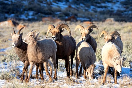 Bighorn Sheep on the National Elk Refuge photo