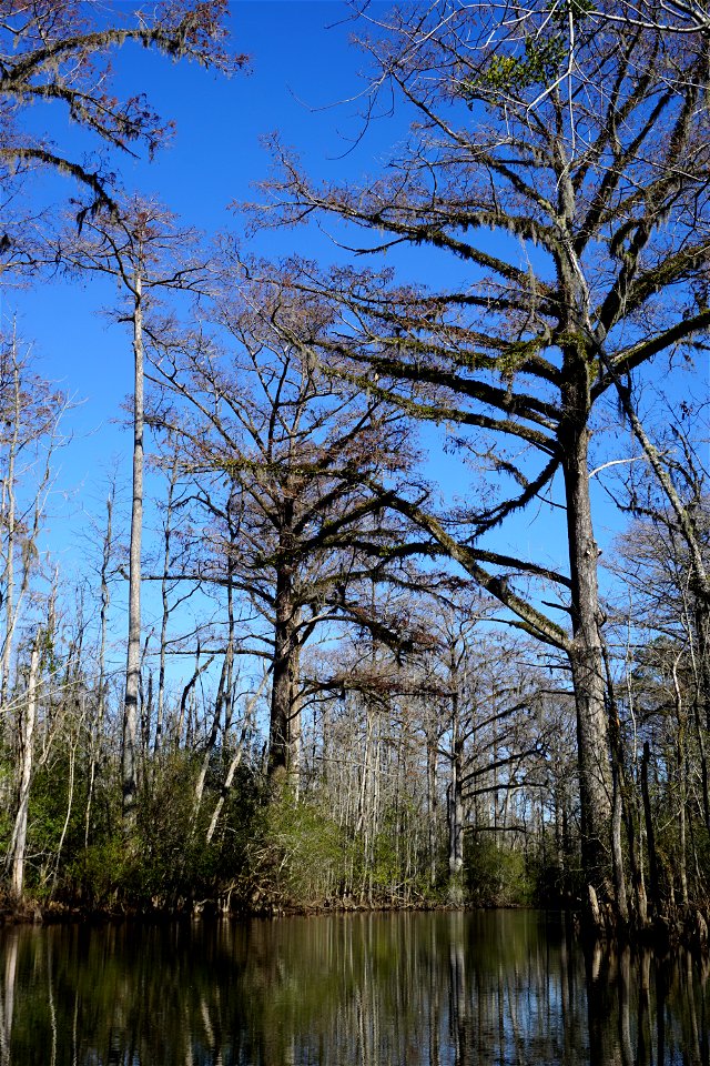 Hills Creek big stately cypress KG