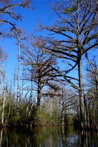Hills Creek big stately cypress KG