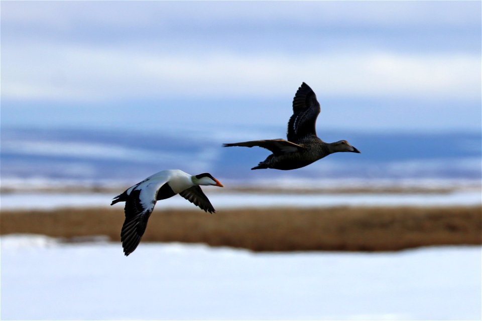 Common eider pair