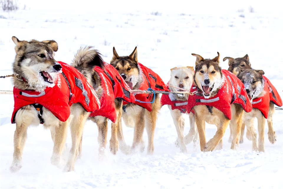 Kobuk 440 racer on the trail between the villages of Selawik and Ambler.