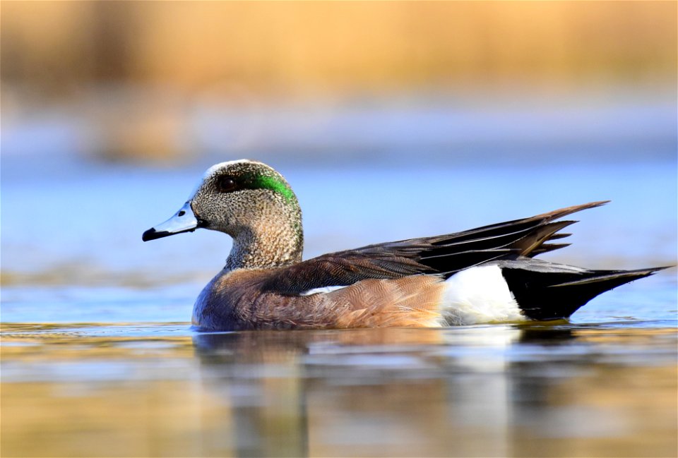 American wigeon at Seedskadee National Wildlife Refuge Wyoming