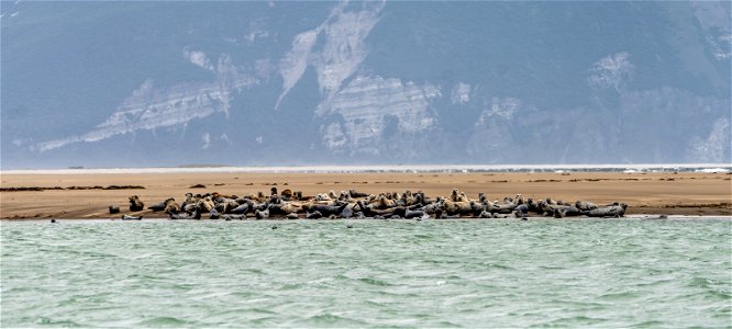 Seals at Katmai Bay photo