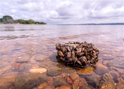 Zebra Mussels on the Shoreline. photo