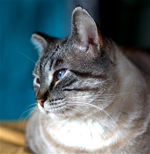 Introspection