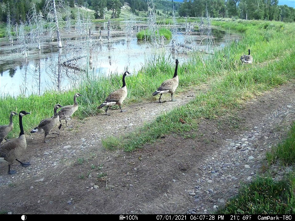 A Gaggle of Geese