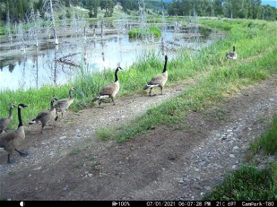 A Gaggle of Geese photo