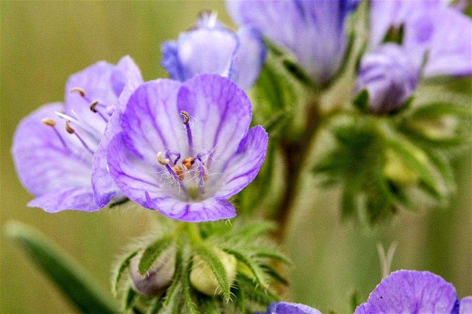 Phacelia linearis