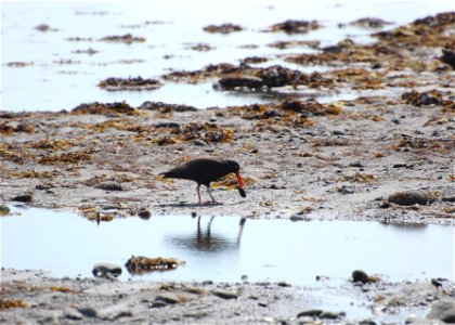 Black Oystercatcher photo