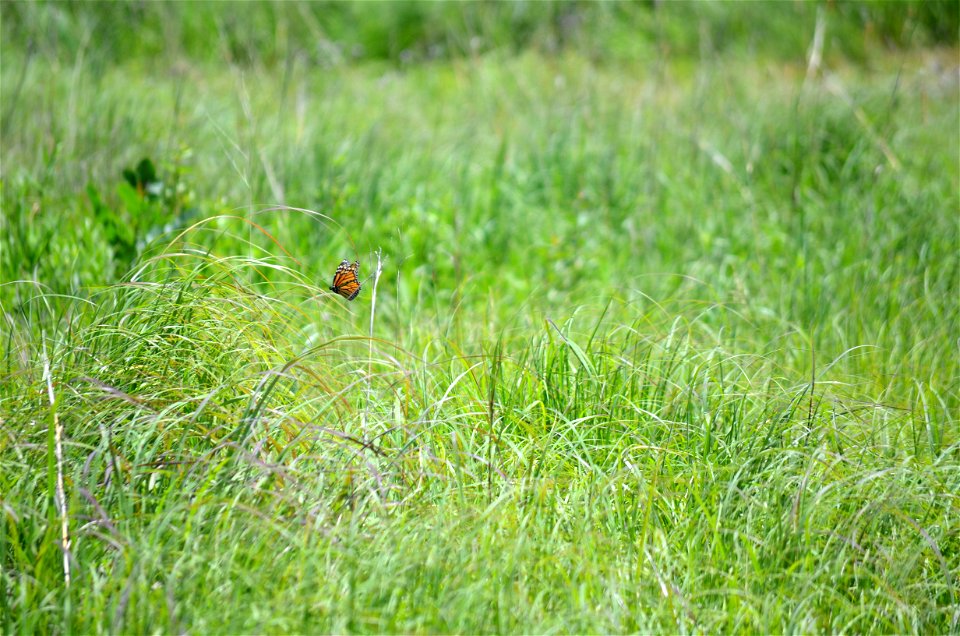 Monarch in flight at Mud Lake WPA
