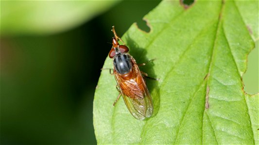 Rhingia campestris (Feld-Schnabelschwebfliege)