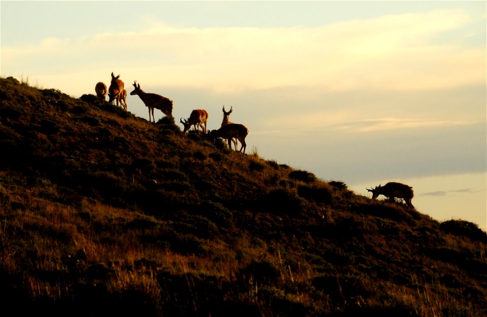 Pronghorn at Seedskadee National Wildlife Refuge