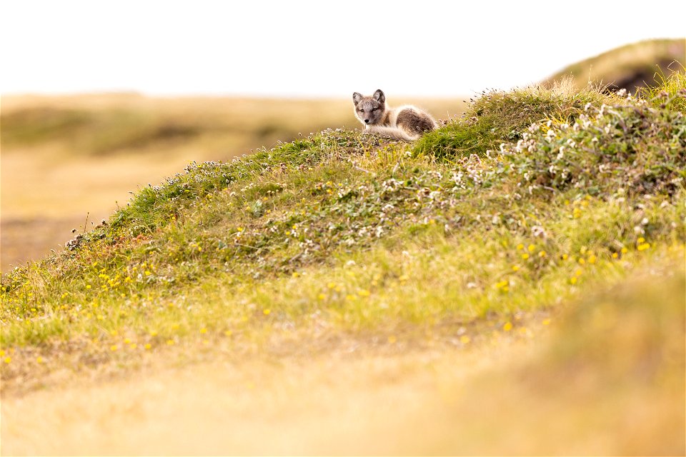 Juvenile Arctic fox