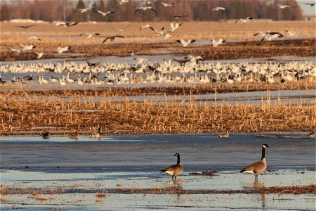 Waterfowl Migration Huron Wetland Management District
