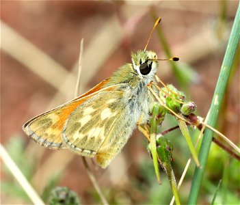 SKIPPER, LINDSEY'S (Hesperia  lindseyi) (06-15-2022)  male, rattlesnake spring, copco road, jackson co, or -01