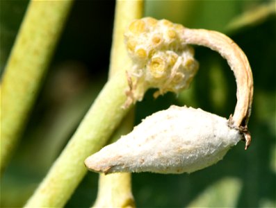 Showy milkweed at Seedskadee National Wildlife Refuge photo