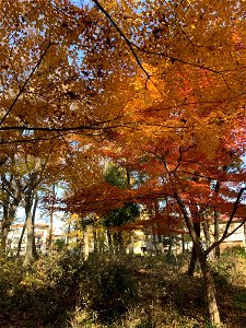 Koyama, Higashikurume-shi in mid-December