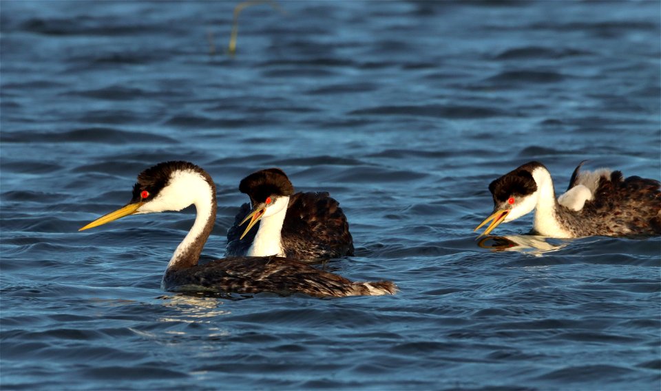 Western Grebes Huron Wetland Management District South Dakota photo