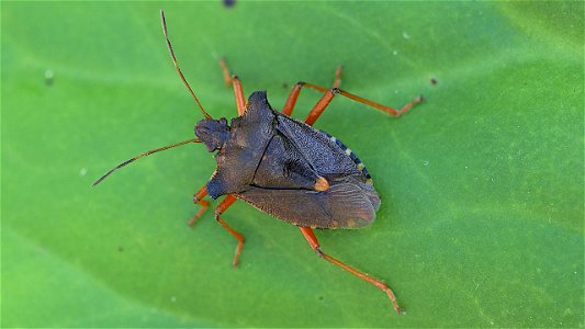 Pentatoma rufipes (Rotbeinige Baumwanze)