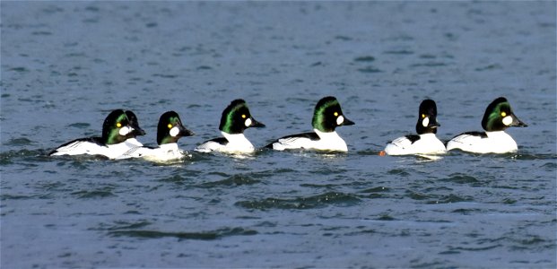 Common goldeneye at Seedskadee National Wildlife Refuge