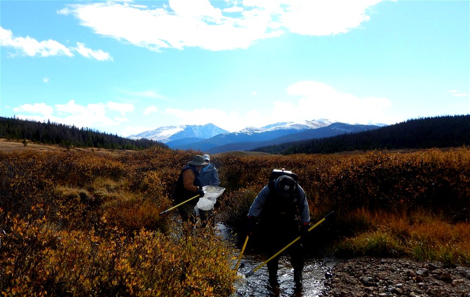 Electrofishing in Corral Creek