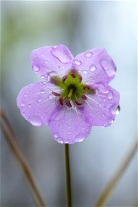 Wild Geranium Water Droplets photo