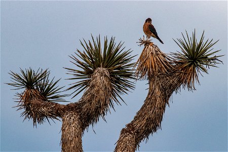 American Kestrel (Falco sparverius) photo