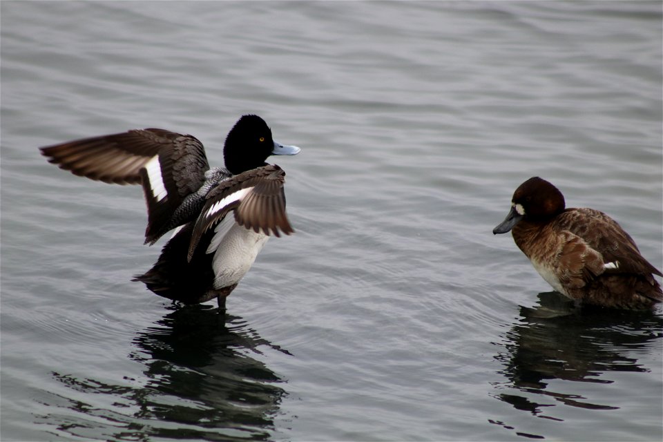 Lesser Scaup Lake Andes National Wildlife Refuge South Dakota