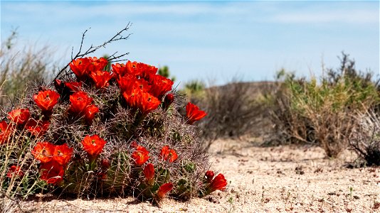 Kingcup Cactus photo
