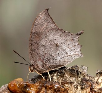 LEAFWING, TROPICAL (Anaea aiidea) (01-24-2023) national butterfly center, hidalgo co, tx -01