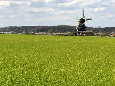 groen geel landschap
