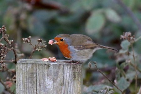 Robin. photo