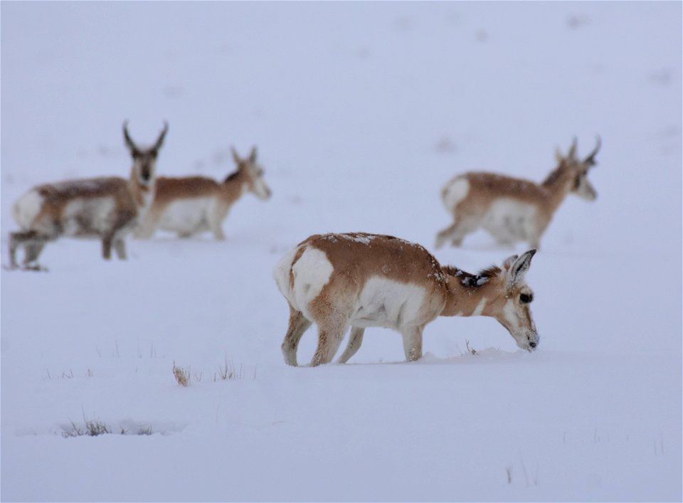 Pronghorn on Seedskadee National Wildlife Refuge