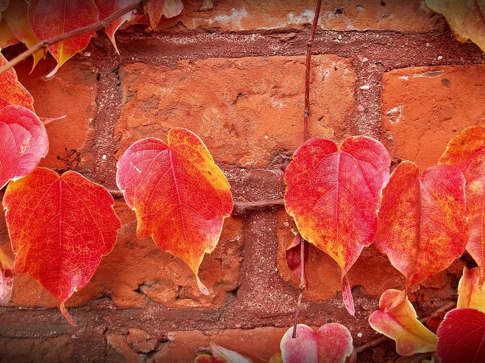 Brick red plant
