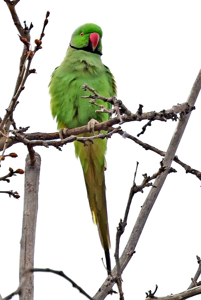 561.5 - ROSE-RINGED PARAKEET (03-18-2023) beale park, bakersfield, kern co, ca -01