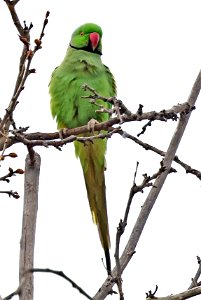 561.5 - ROSE-RINGED PARAKEET (03-18-2023) beale park, bakersfield, kern co, ca -01