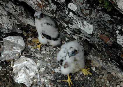 Chicks on Stony Man Nest