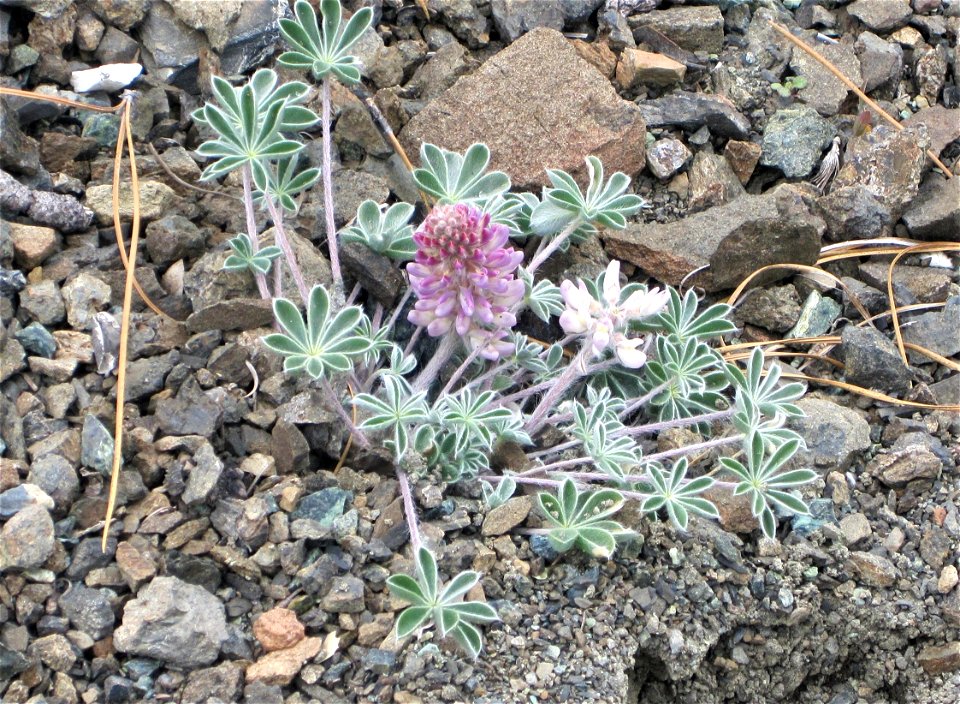 Lassics lupine in bloom