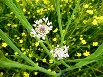 Oenanthe fistulosa L., 1753