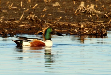 Northern Shoveler Drake Huron Wetland Management District South Dakota