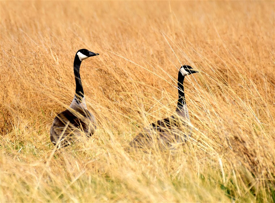 Canada geese at Seedskadee National Wildlife Refuge