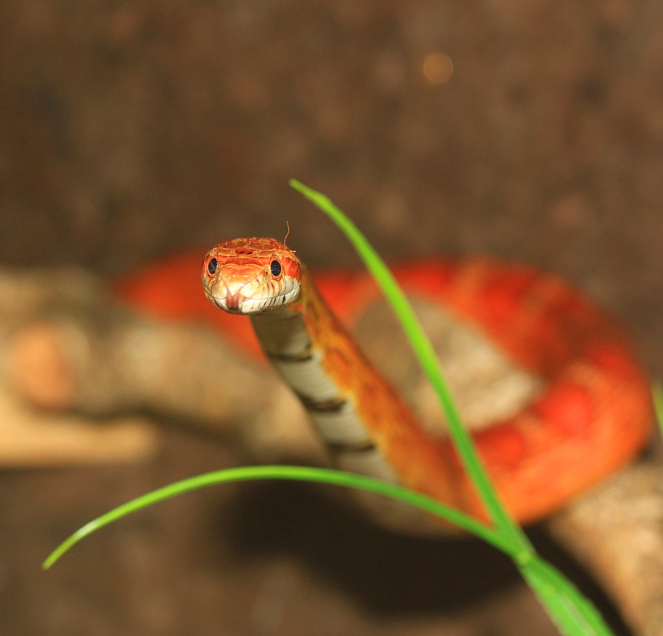 Pantherophis guttatus yellow terraristik
