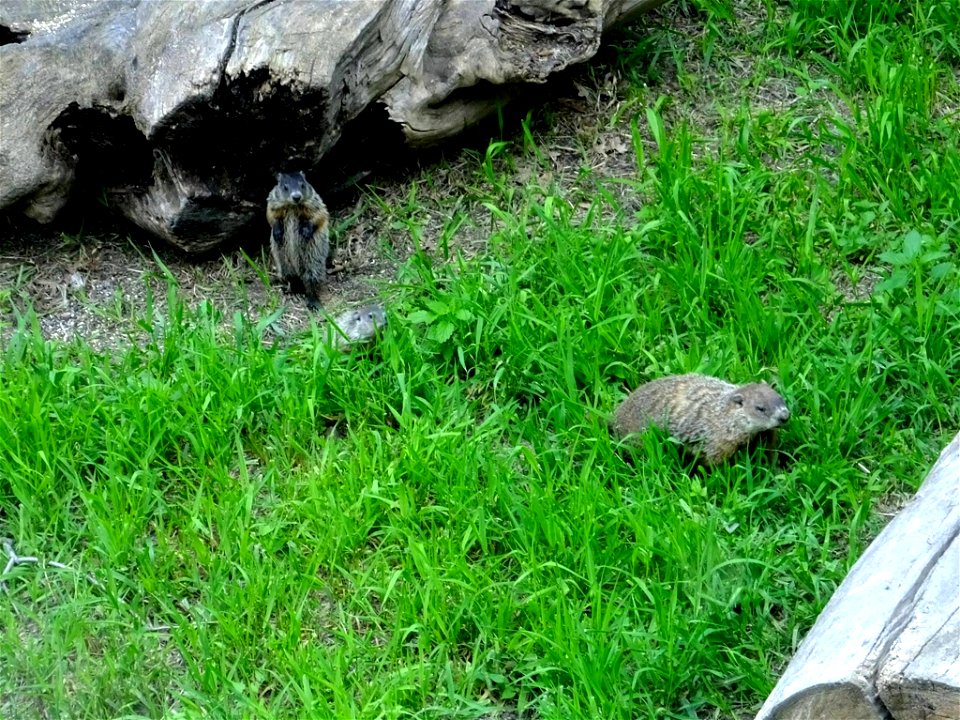 Groundhog With Young