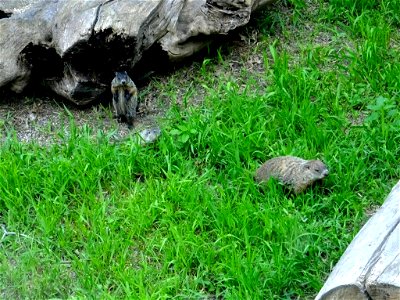 Groundhog With Young photo