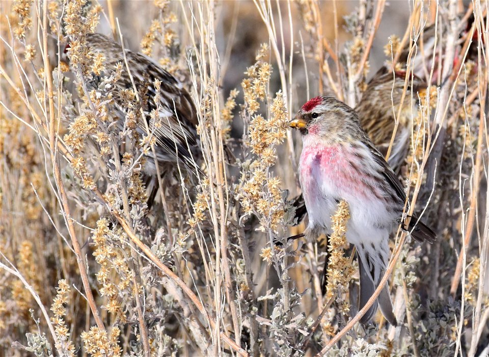 Common redpoll at Seedskadee National Wildlife Refuge